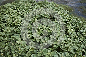 Nasturtium officinale plants in a river