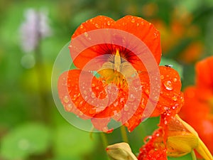 Nasturtium in orange on the bush with dew drops on the flower. Spice for salads