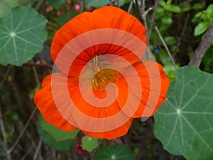 Nasturtium. Orange flower in the garden.