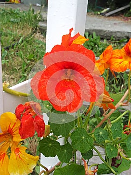 Nasturtium pic