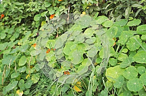 Nasturtium Plant