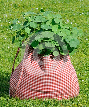 Nasturtium Plant in the Bag on Green Grass