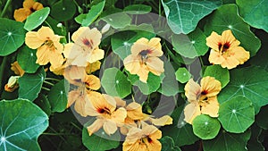 Nasturtium plant with yellow flowers, Tropaeolum majus in the garden