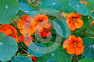 Nasturtium, trailing plant with round leaves and bright orange edible flowers