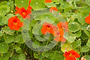 Nasturtium