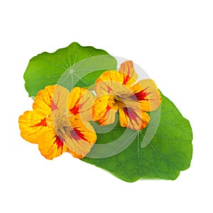 Nasturtium or Tropaeolum flower