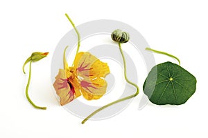 Nasturtium (Tropaeolum majus), close-up