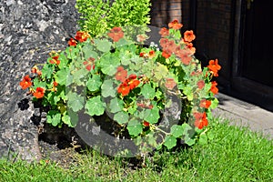 Nasturtium (Tropaeolum majus) photo