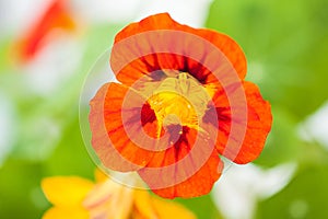 Nasturtium (Tropaeolum)