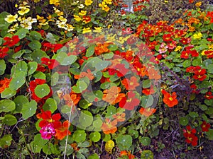 Nasturtiums.