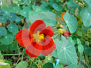 Nasturtiums