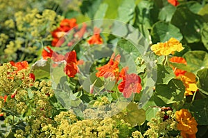 Nasturtiums in English Country Garden