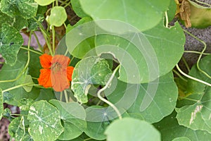 Nasturtiums in garden