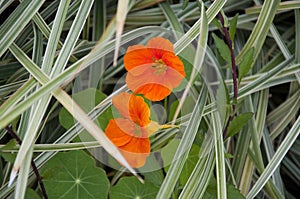 Nasturtiums in a garden