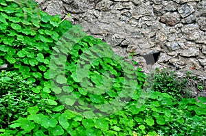 Nasturtiums leaves in a meadow