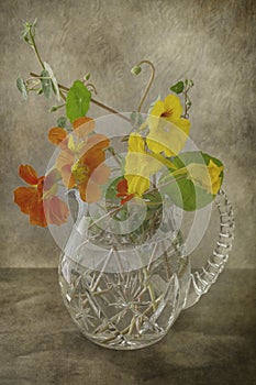 Nasturtiums in a Vase