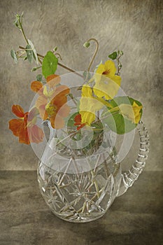 Nasturtiums in a Vase photo