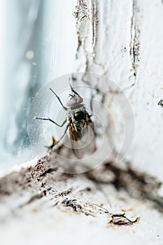 Nasty Housefly in a Window photo