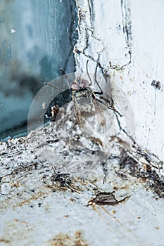 Nasty Housefly in a Window photo