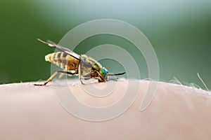 Nasty insect gadfly stuck into the human skin and drink blood