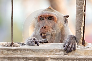 Nasty macaque showing teeth