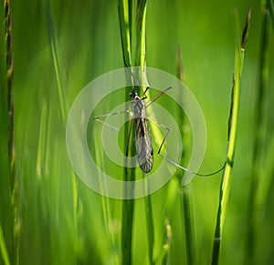 A nasty mosquito closeup at spring in saarland