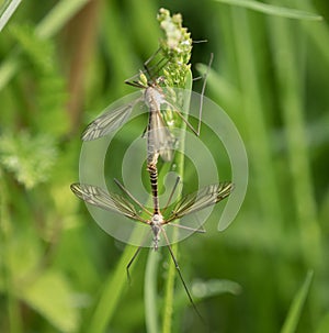 Nasty mosquitos closeup at spring in saarland