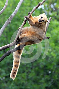 Nasua coati