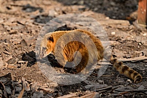 Nasua is a genus of carnivorous mammals in the raccoon family Procyonidae.