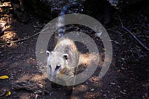 Nasua is a genus of coatis of the family Procyonidae., in the safari park of Ramat Gan Israel photo