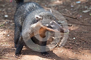 Nasua in Iguazu National Park