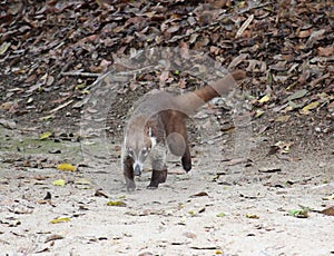 Nasua narica species nosing around in Tikal National Park