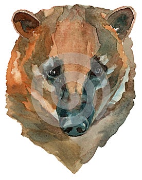 The nasua nasua coati watercolor portrait