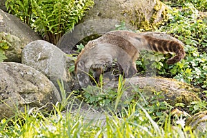 Nasua raccoon coati. Brown-nosed Coati in Prague.