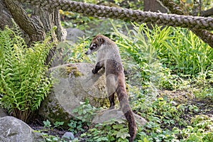Nasua raccoon coati. Brown-nosed Coati in Prague.