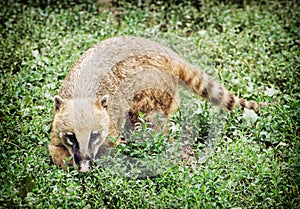 Nasua (Ring-tailed coati) hiding in the green vegetation