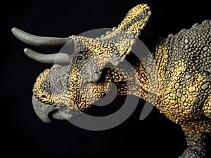 Nasutoceratops Dinosaur on black background