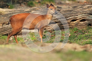 Natal duiker photo