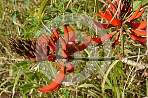 Natal Flame Tree Flower - Alberta magna
