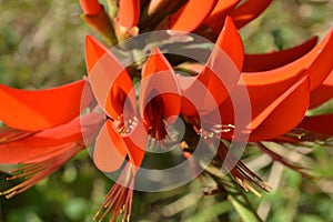 Natal Flame Tree Flower - Alberta magna