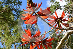 Natal Flame Tree Flower - Alberta magna