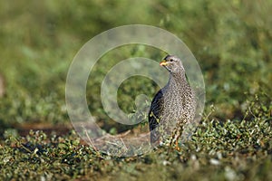 Natal francolin in Kruger National park, South Africa