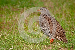 Natal francolin park kruger south africa reserves and protected airs of africa