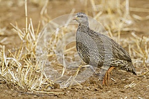 Natal Francolin, Pternistis natalensis photo