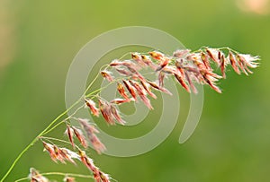 Natal Grass flower (Melinis repens)