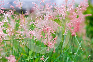 Natal grass, natal redtop, ruby grass (Melinis repens) flowers blooming in urban park.