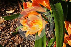 Natal lily, Clivia miniata