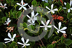 Natal plum, or Carissa macrocarpa white flowers and green fruits