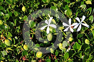 Natal plum, or Carissa macrocarpa white flowers and green fruits