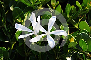 Natal plum, or Carissa macrocarpa white flowers and green fruits